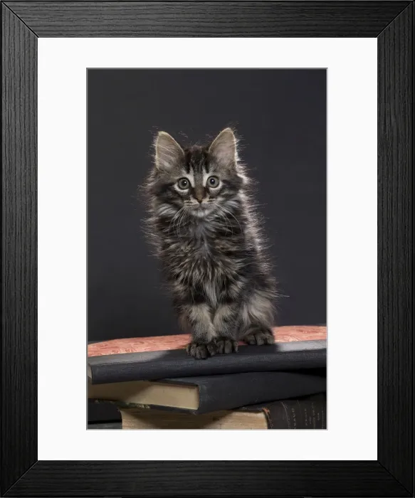 Framed Print : Picture No. 11771150 Framed Print : Picture No. 11771150