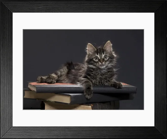 Framed Print : Picture No. 11771151 Framed Print : Picture No. 11771151
