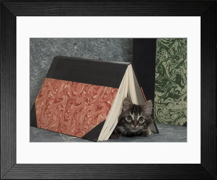 Framed Print : Picture No. 11771152 Framed Print : Picture No. 11771152