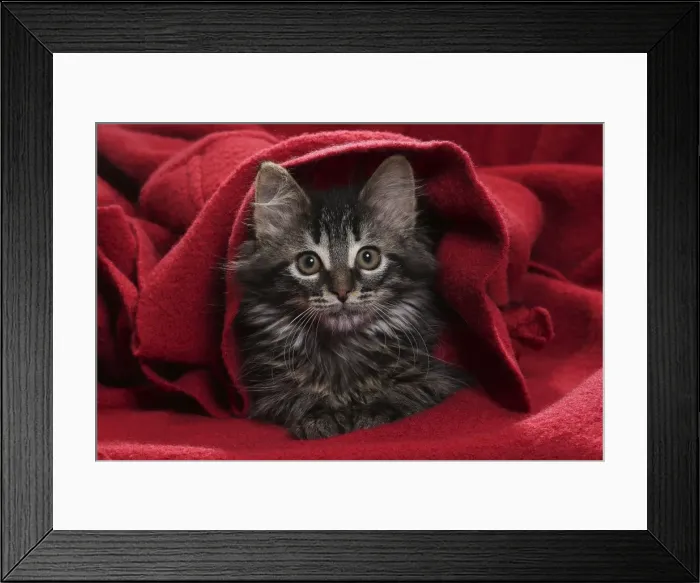 Framed Print : Picture No. 11771153 Framed Print : Picture No. 11771153