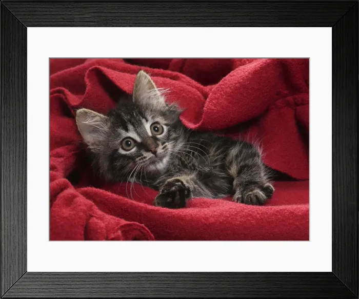 Framed Print : Picture No. 11771154 Framed Print : Picture No. 11771154