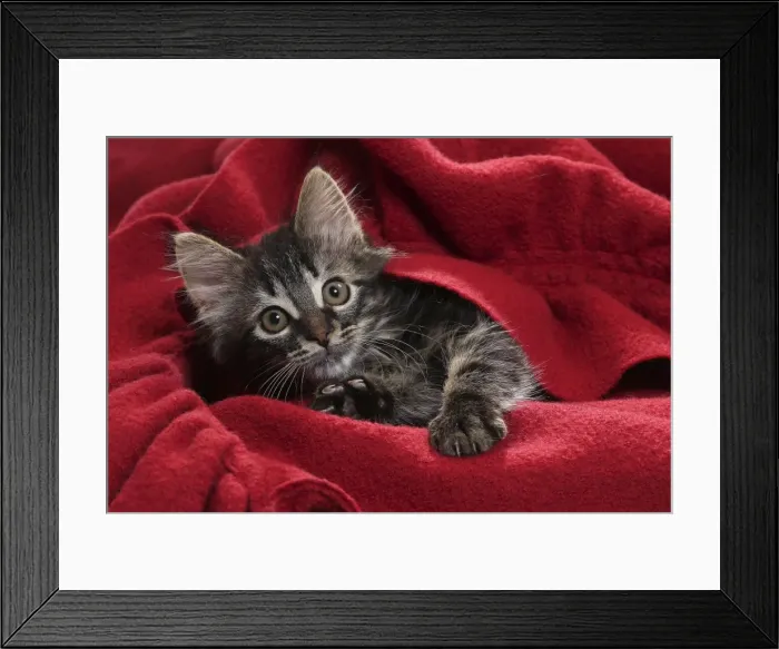 Framed Print : Picture No. 11771155 Framed Print : Picture No. 11771155