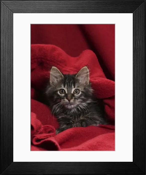 Framed Print : Picture No. 11771156 Framed Print : Picture No. 11771156