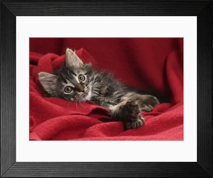 Framed Print : Picture No. 11771157 Framed Print : Picture No. 11771157