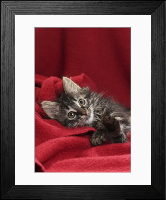 Framed Print : Picture No. 11771158 Framed Print : Picture No. 11771158