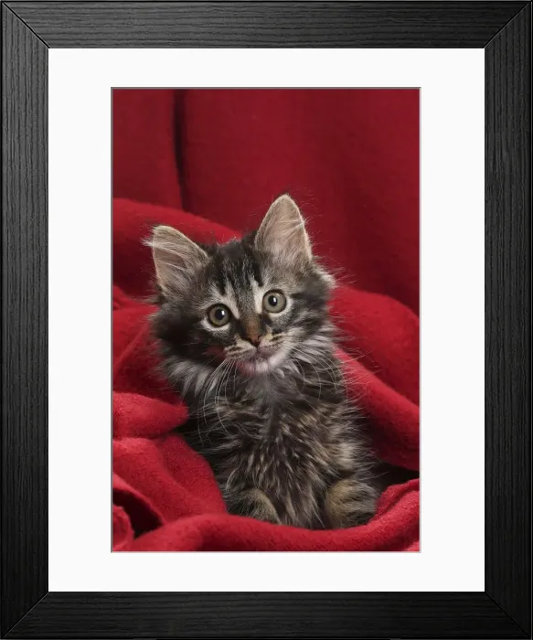Framed Print : Picture No. 11771159 Framed Print : Picture No. 11771159