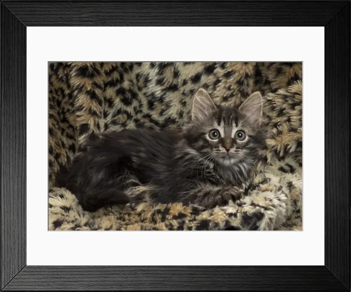 Framed Print : Picture No. 11771160 Framed Print : Picture No. 11771160