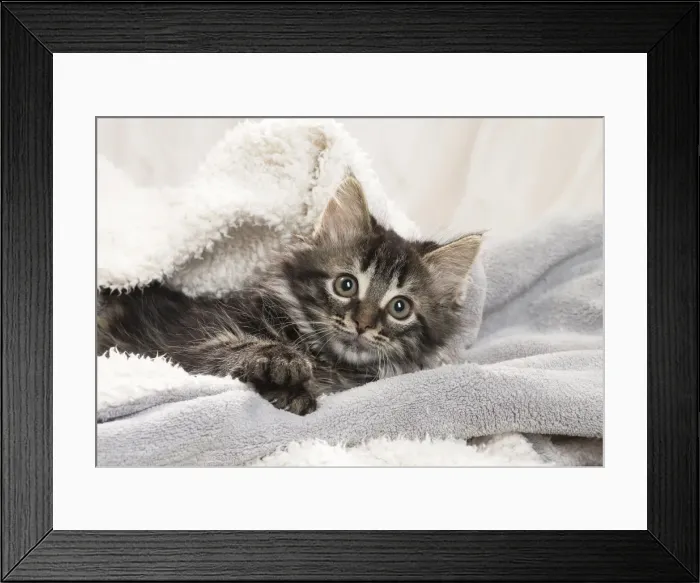 Framed Print : Picture No. 11771162 Framed Print : Picture No. 11771162