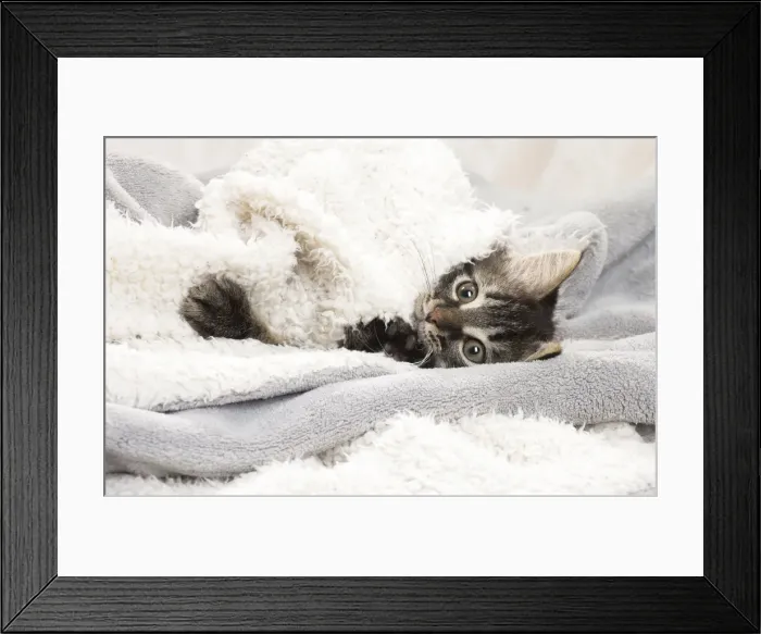 Framed Print : Picture No. 11771163 Framed Print : Picture No. 11771163