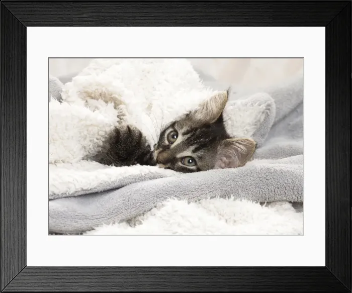 Framed Print : Picture No. 11771164 Framed Print : Picture No. 11771164