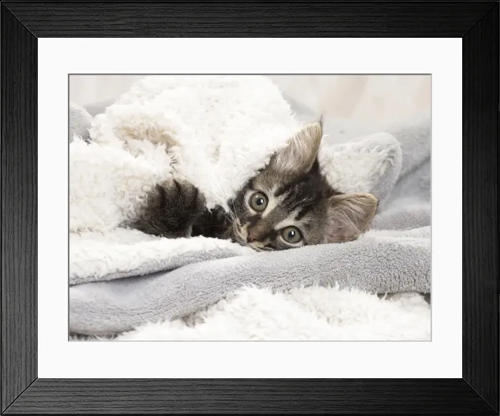 Framed Print : Picture No. 11771165 Framed Print : Picture No. 11771165