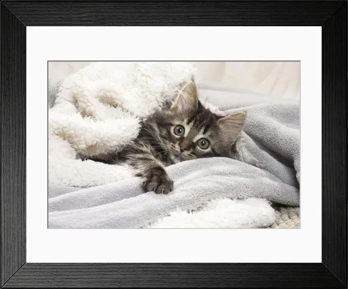Framed Print : Picture No. 11771166 Framed Print : Picture No. 11771166