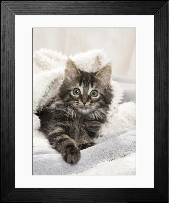Framed Print : Picture No. 11771167 Framed Print : Picture No. 11771167
