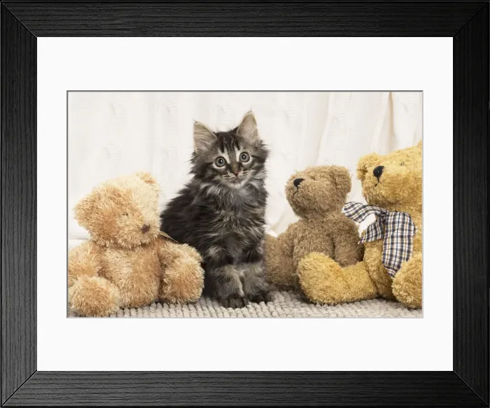 Framed Print : Picture No. 11771168 Framed Print : Picture No. 11771168