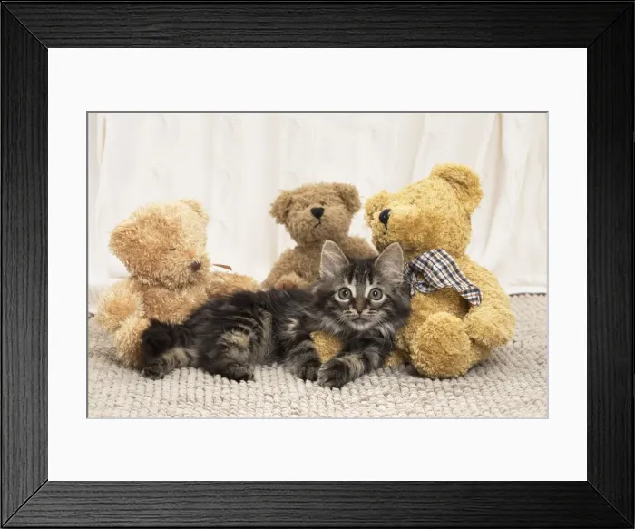 Framed Print : Picture No. 11771169 Framed Print : Picture No. 11771169