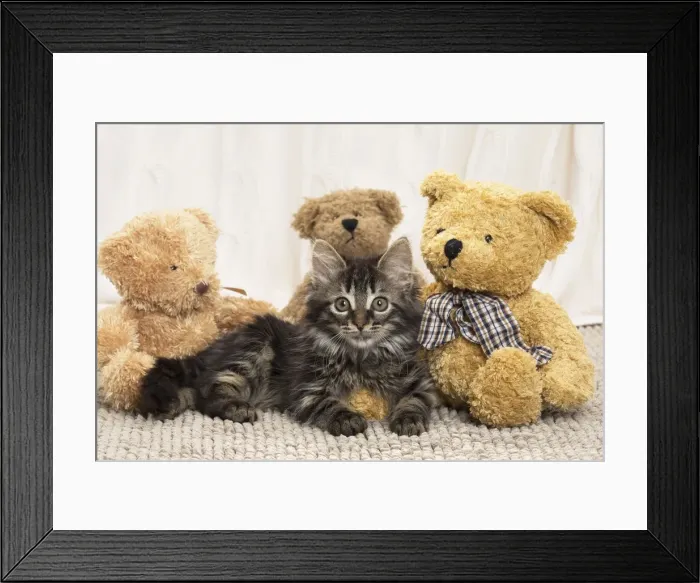 Framed Print : Picture No. 11771170 Framed Print : Picture No. 11771170