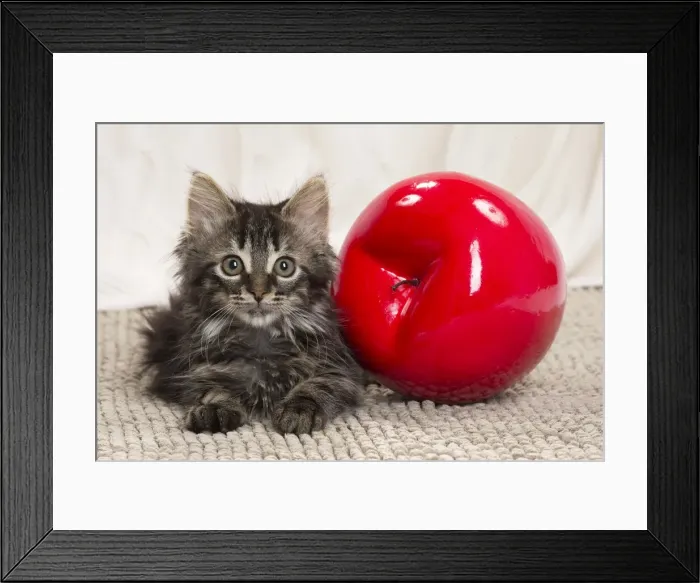 Framed Print : Picture No. 11771172 Framed Print : Picture No. 11771172