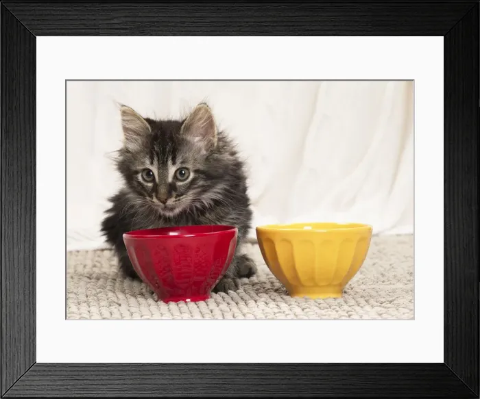 Framed Print : Picture No. 11771174 Framed Print : Picture No. 11771174