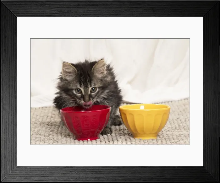 Framed Print : Picture No. 11771175 Framed Print : Picture No. 11771175