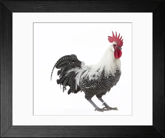 Framed Print : Picture No. 11771176 Framed Print : Picture No. 11771176