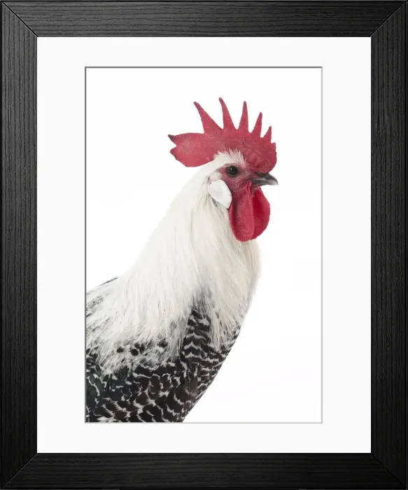 Framed Print : Picture No. 11771178 Framed Print : Picture No. 11771178