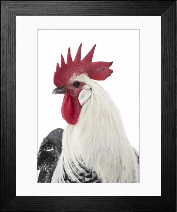 Framed Print : Picture No. 11771180 Framed Print : Picture No. 11771180