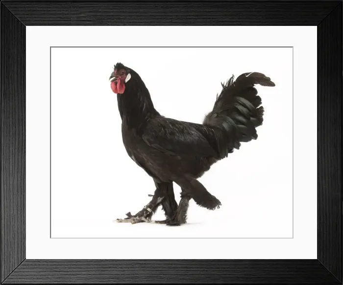 Framed Print : Picture No. 11771182 Framed Print : Picture No. 11771182