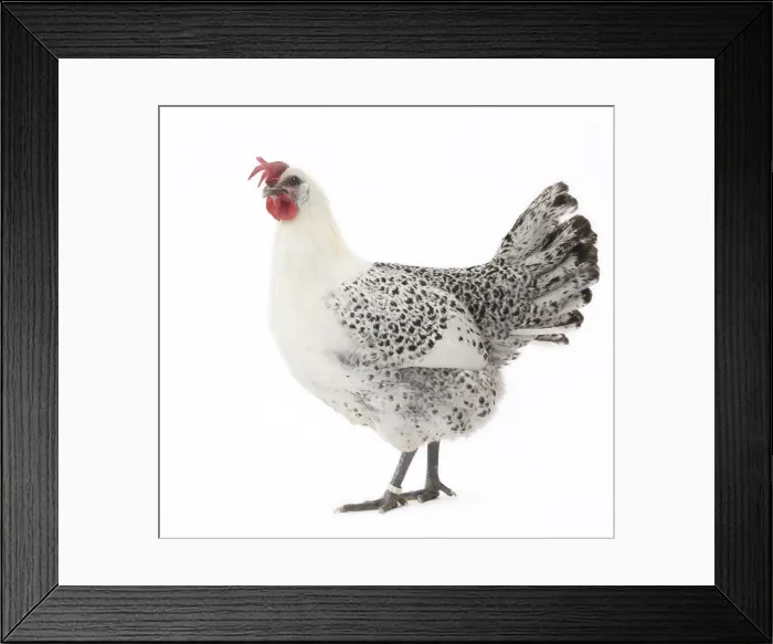 Framed Print : Picture No. 11771186 Framed Print : Picture No. 11771186