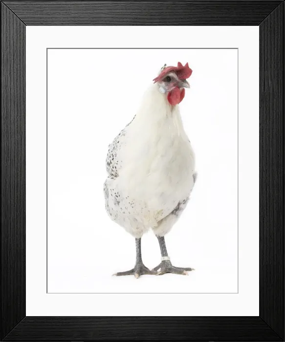 Framed Print : Picture No. 11771187 Framed Print : Picture No. 11771187