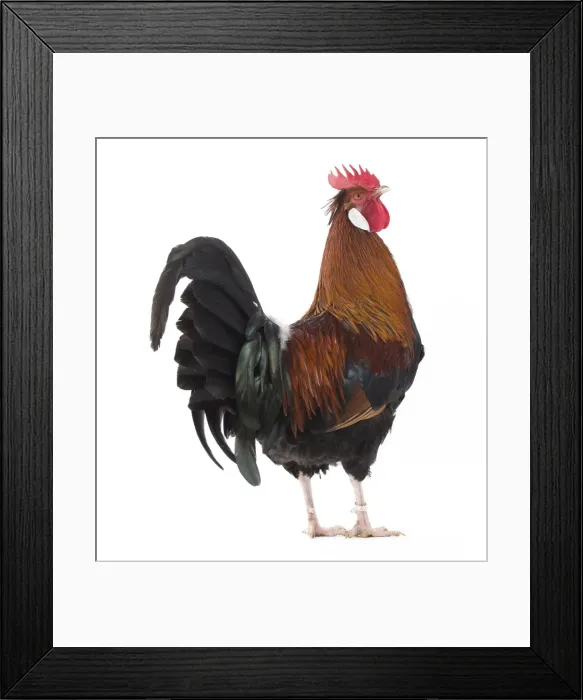 Framed Print : Picture No. 11771191 Framed Print : Picture No. 11771191