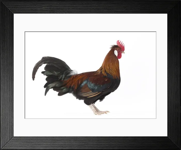 Framed Print : Picture No. 11771192 Framed Print : Picture No. 11771192