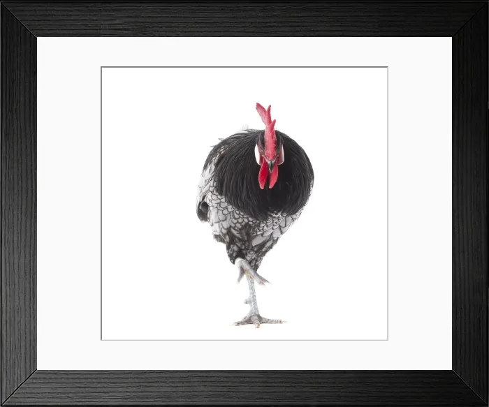 Framed Print : Picture No. 11771195 Framed Print : Picture No. 11771195
