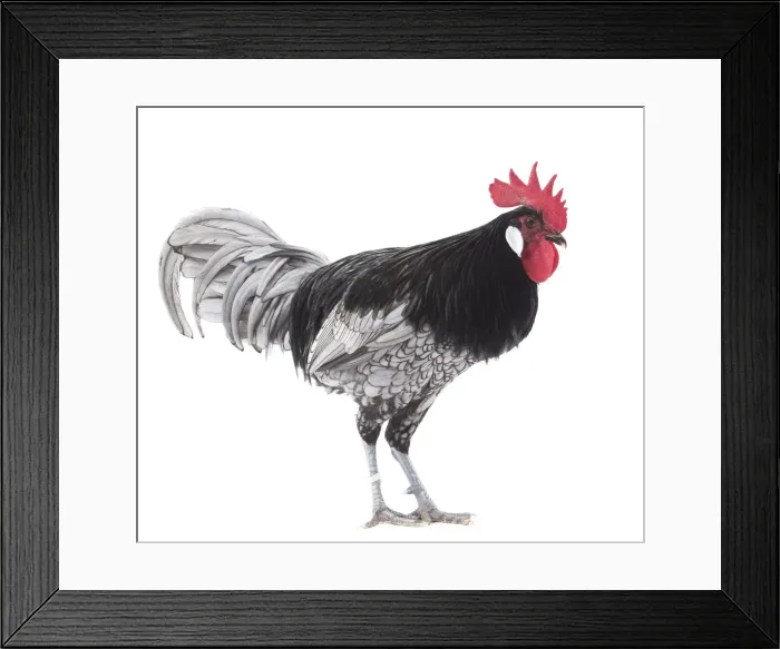 Framed Print : Picture No. 11771194 Framed Print : Picture No. 11771194