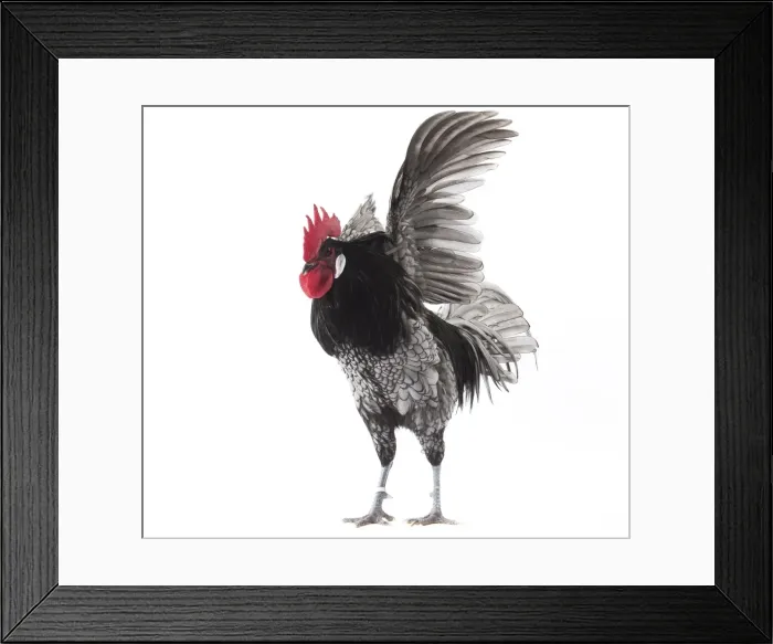 Framed Print : Picture No. 11771196 Framed Print : Picture No. 11771196