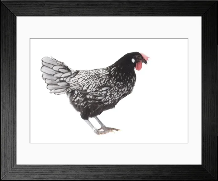 Framed Print : Picture No. 11771197 Framed Print : Picture No. 11771197