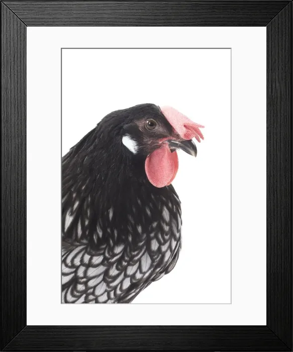 Framed Print : Picture No. 11771198 Framed Print : Picture No. 11771198