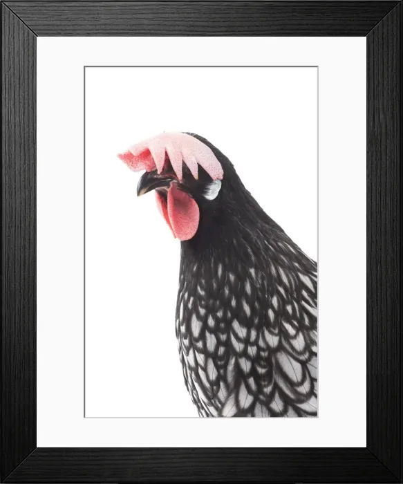 Framed Print : Picture No. 11771199 Framed Print : Picture No. 11771199