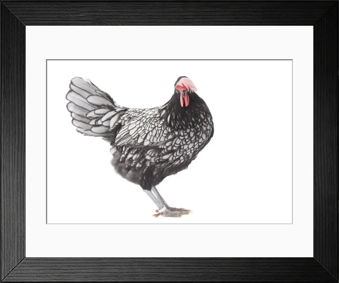 Framed Print : Picture No. 11771200 Framed Print : Picture No. 11771200