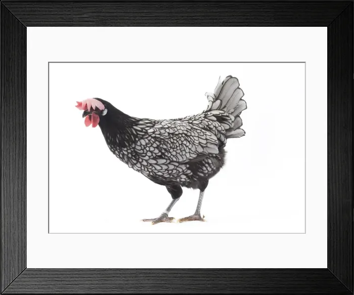 Framed Print : Picture No. 11771201 Framed Print : Picture No. 11771201
