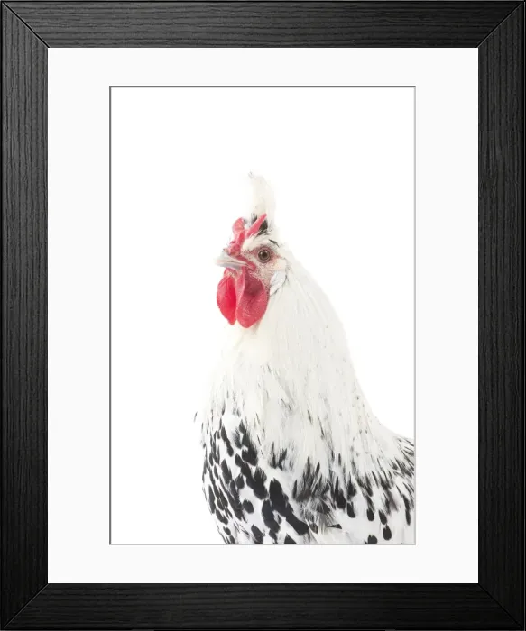 Framed Print : Picture No. 11771203 Framed Print : Picture No. 11771203