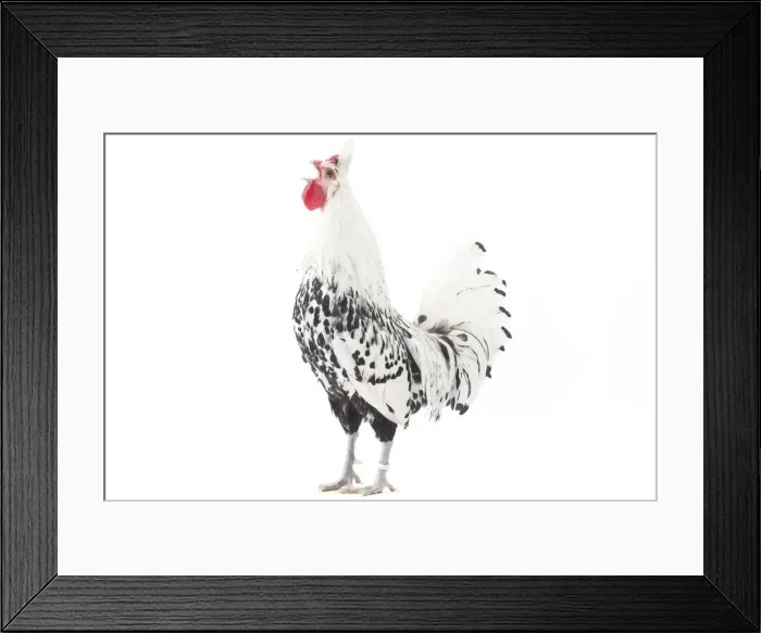 Framed Print : Picture No. 11771204 Framed Print : Picture No. 11771204