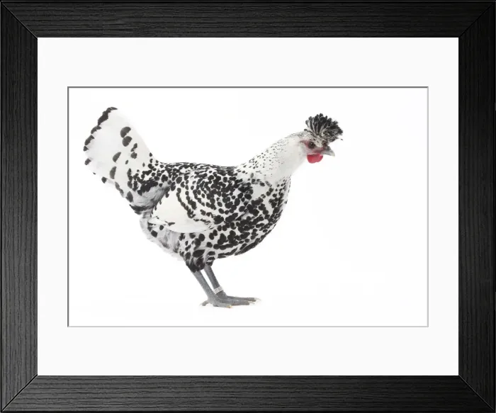 Framed Print : Picture No. 11771205 Framed Print : Picture No. 11771205