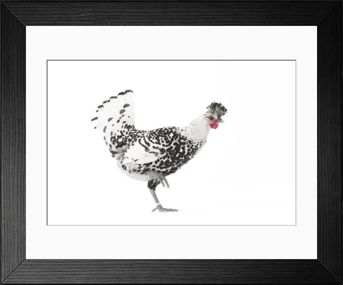 Framed Print : Picture No. 11771206 Framed Print : Picture No. 11771206