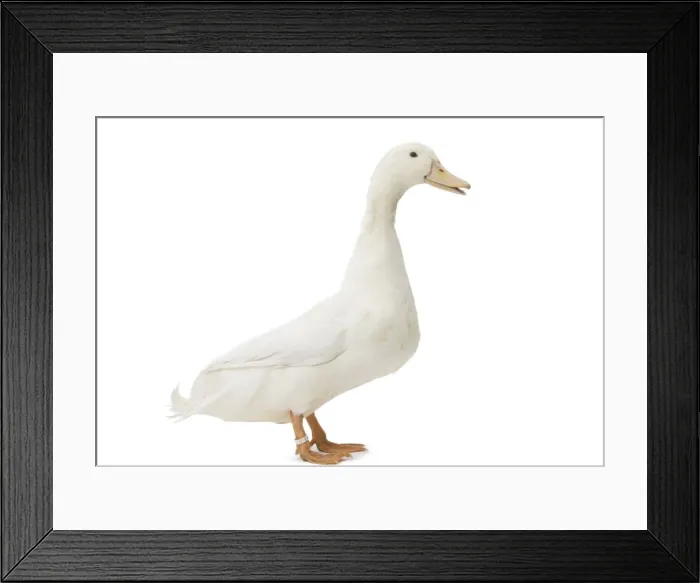 Framed Print : Picture No. 11771208 Framed Print : Picture No. 11771208