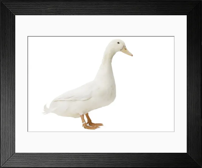 Framed Print : Picture No. 11771209 Framed Print : Picture No. 11771209
