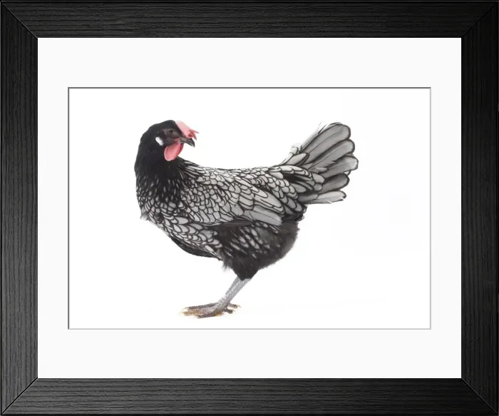Framed Print : Picture No. 11771202 Framed Print : Picture No. 11771202