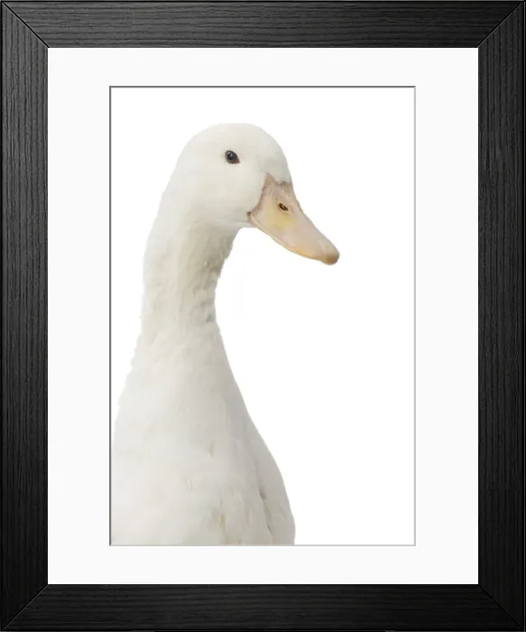 Framed Print : Picture No. 11771211 Framed Print : Picture No. 11771211