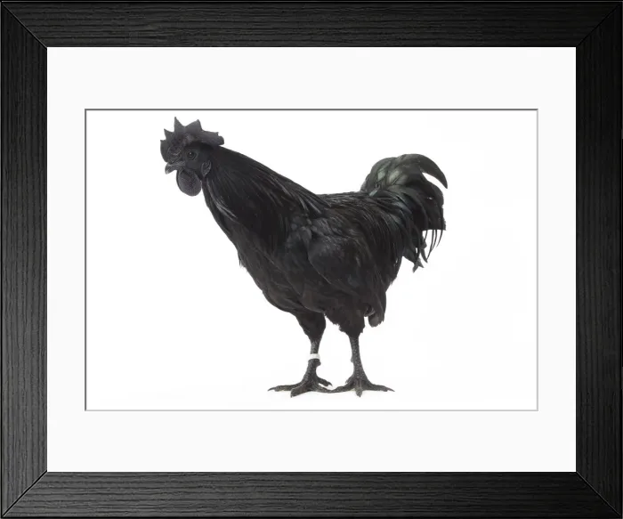 Framed Print : Picture No. 11771213 Framed Print : Picture No. 11771213