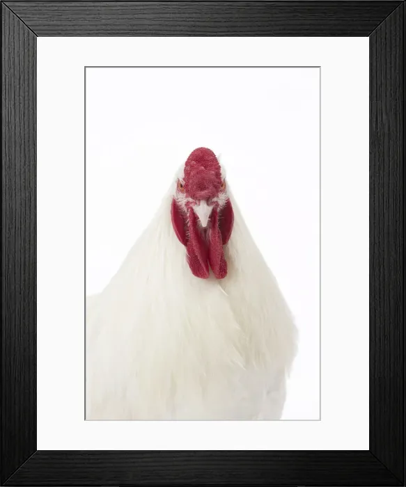 Framed Print : Picture No. 11771216 Framed Print : Picture No. 11771216