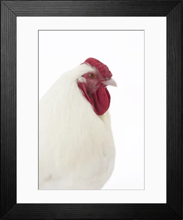 Framed Print : Picture No. 11771217 Framed Print : Picture No. 11771217
